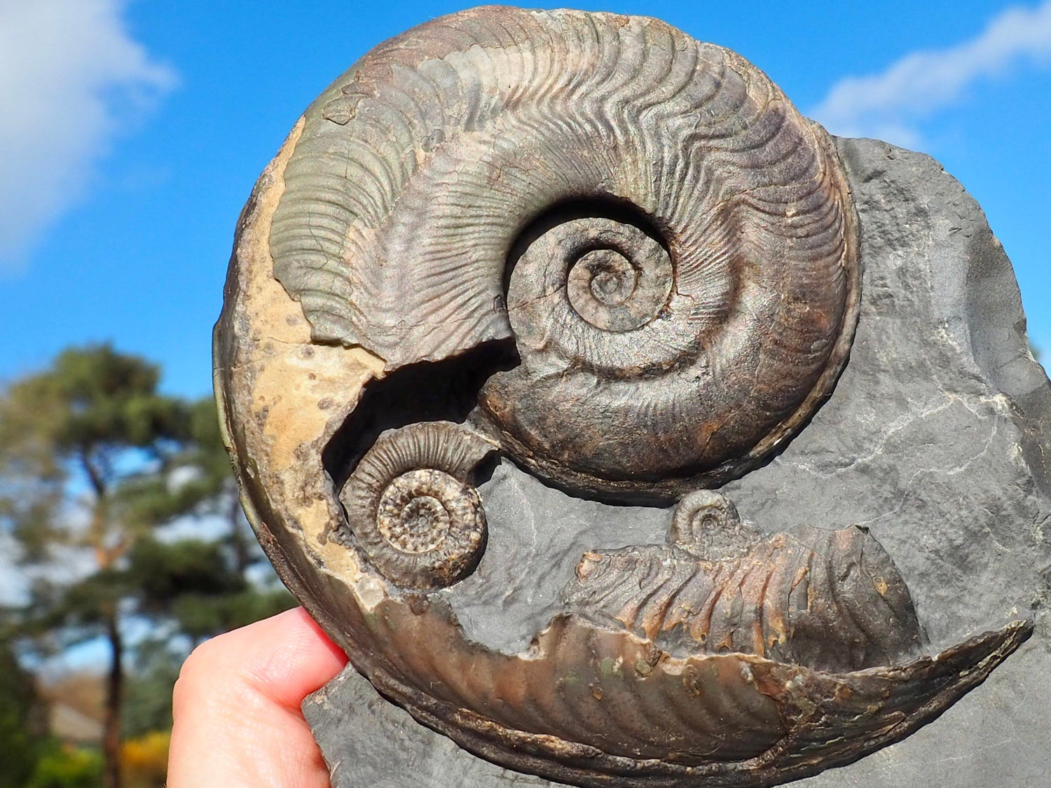 Harpoceras Ammonite Fossils – Whitby Yorkshire Coast Jurassic Ammonites