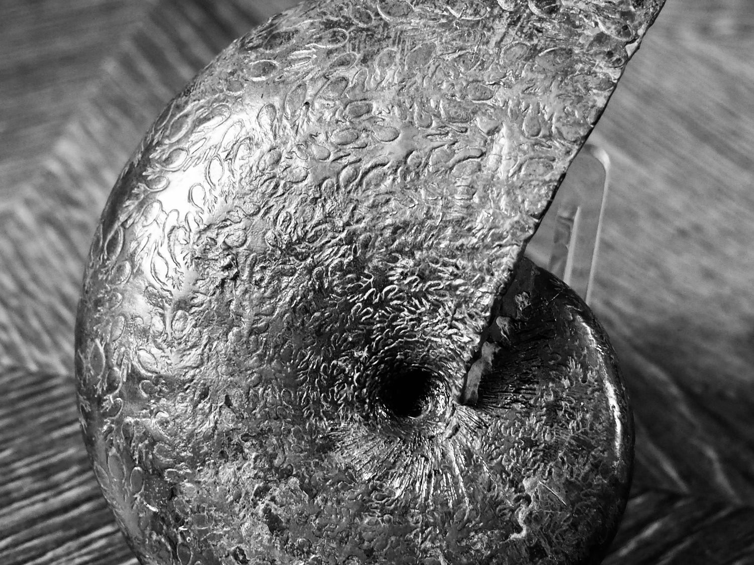 Phylloceras Ammonite Fossils – Whitby Yorkshire Coast Jurassic Ammonites