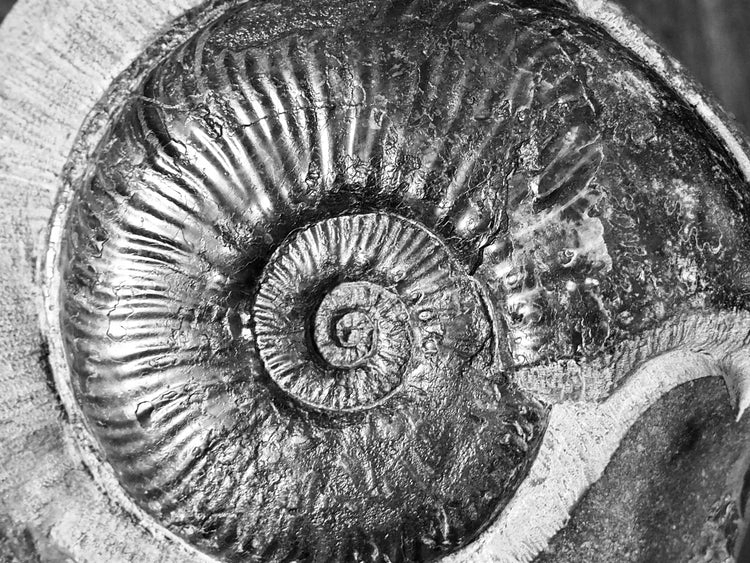 All Ammonites