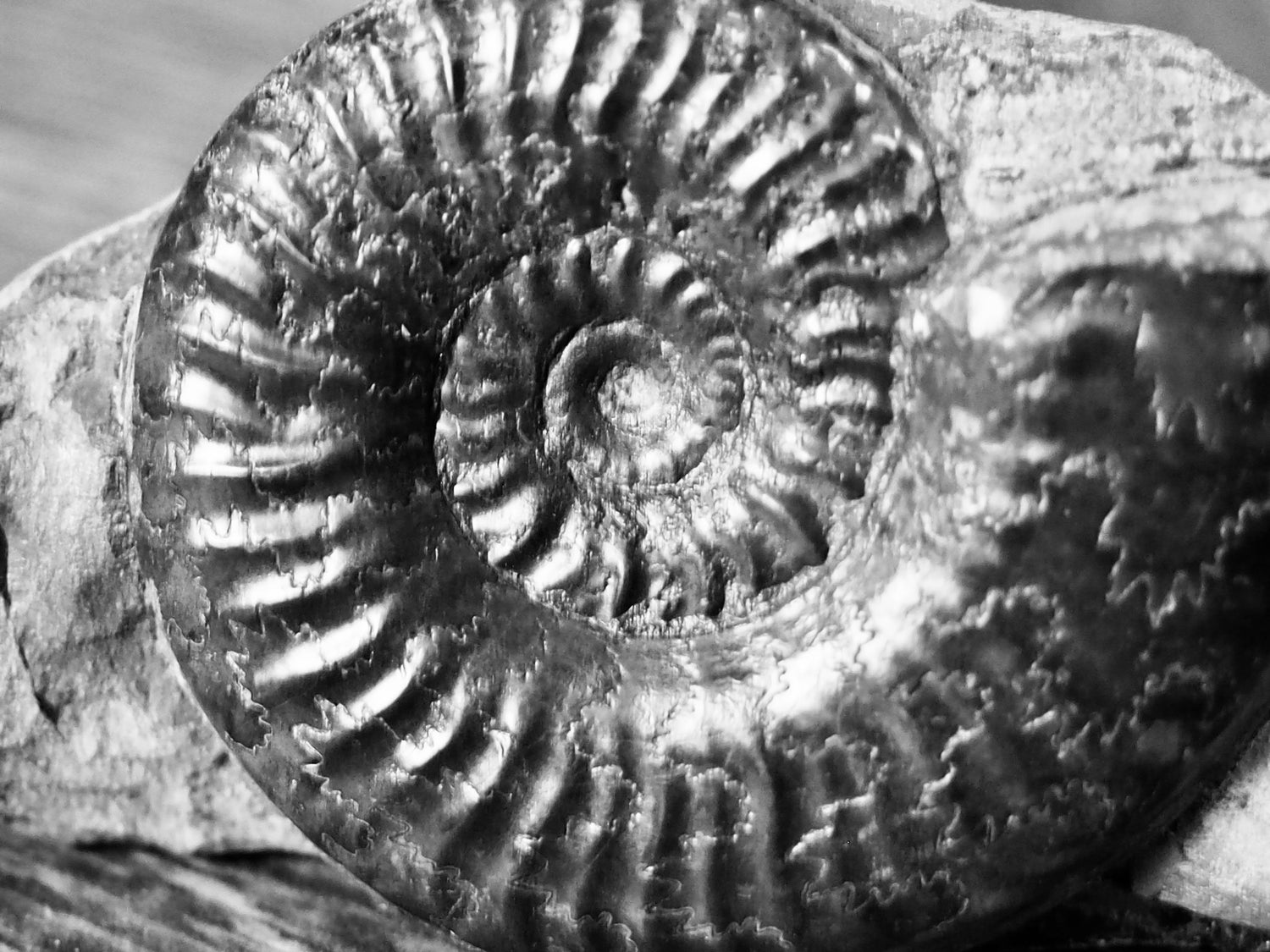 Grammoceras Ammonite Fossils – Whitby Yorkshire Coast Jurassic Ammonites