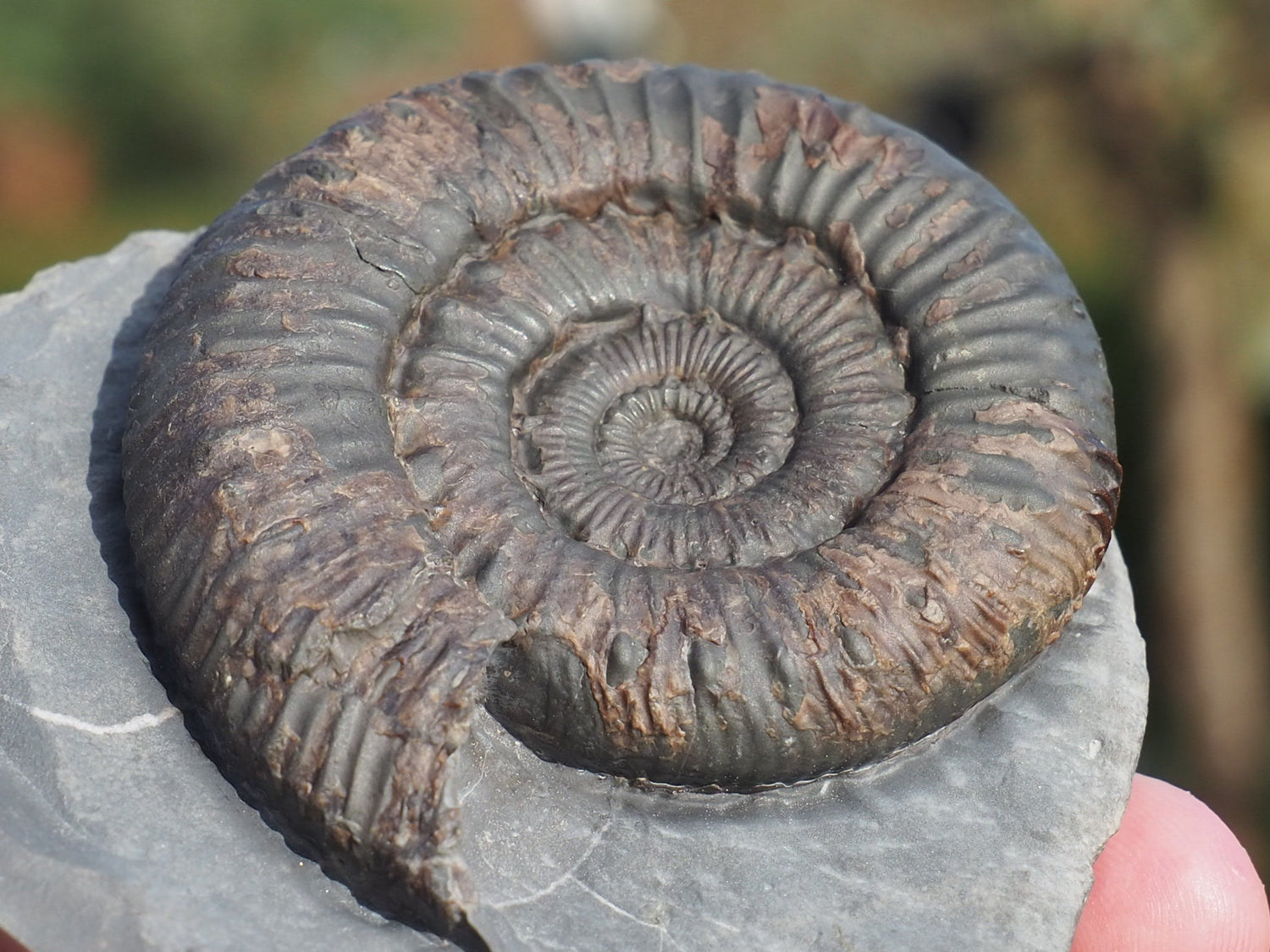 Peronoceras Ammonite Fossils – Whitby Yorkshire Coast Jurassic Ammonites