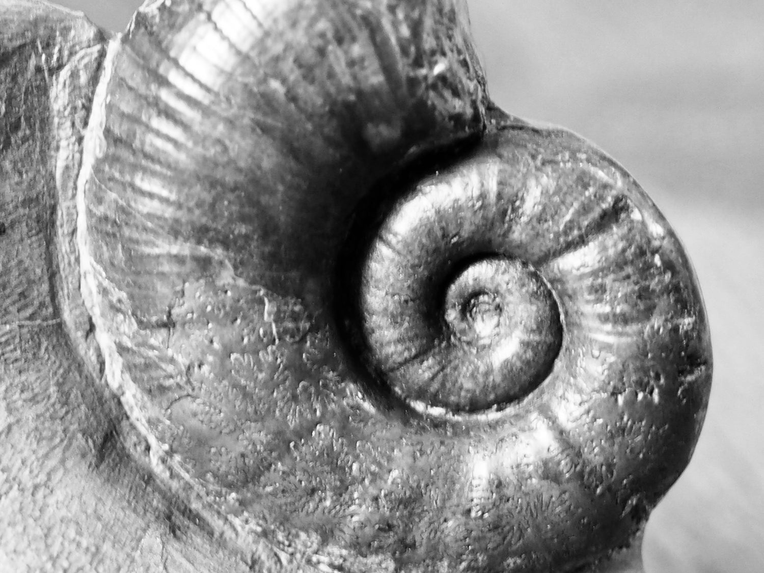 Lytoceras Ammonite Fossils – Whitby Yorkshire Coast Jurassic Ammonites