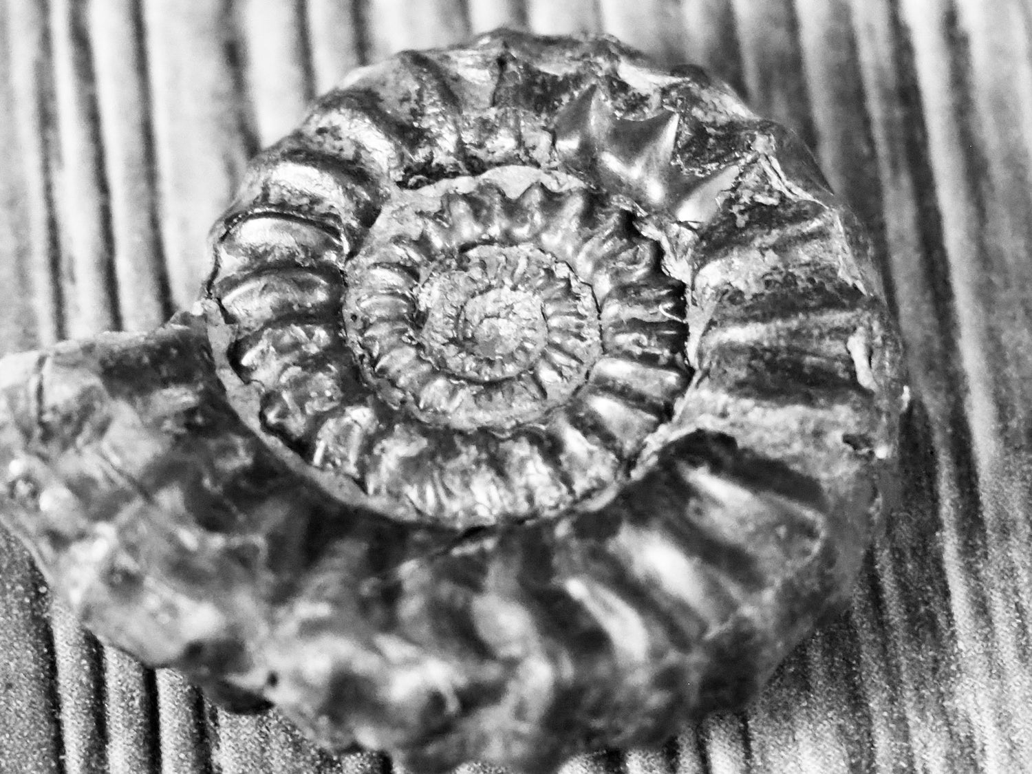 Jurassic Gagaticeras Ammonite Fossils – Yorkshire Coast UK
