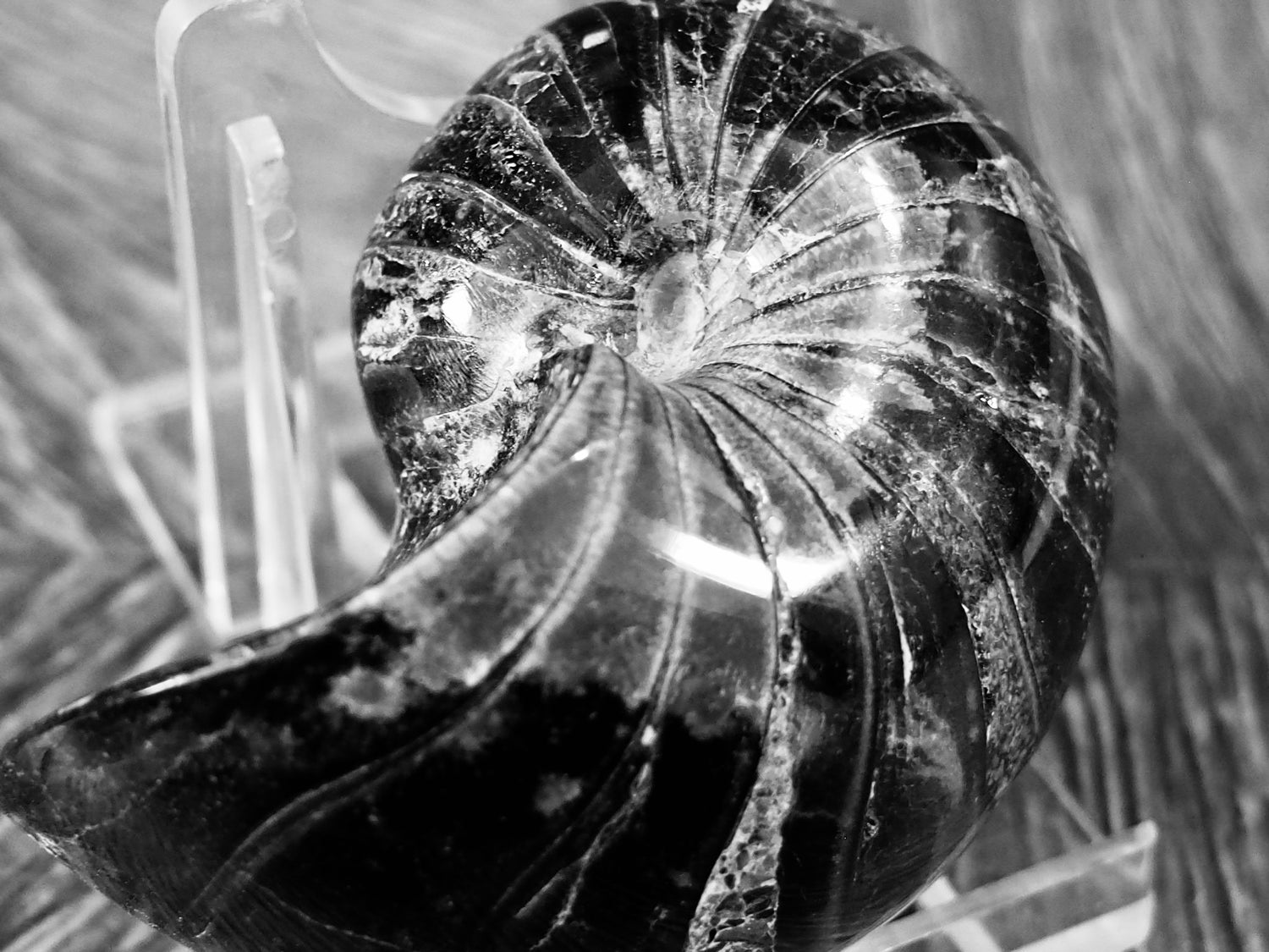 Nautilus Fossils – Jurassic Nautilus from the Yorkshire Coast