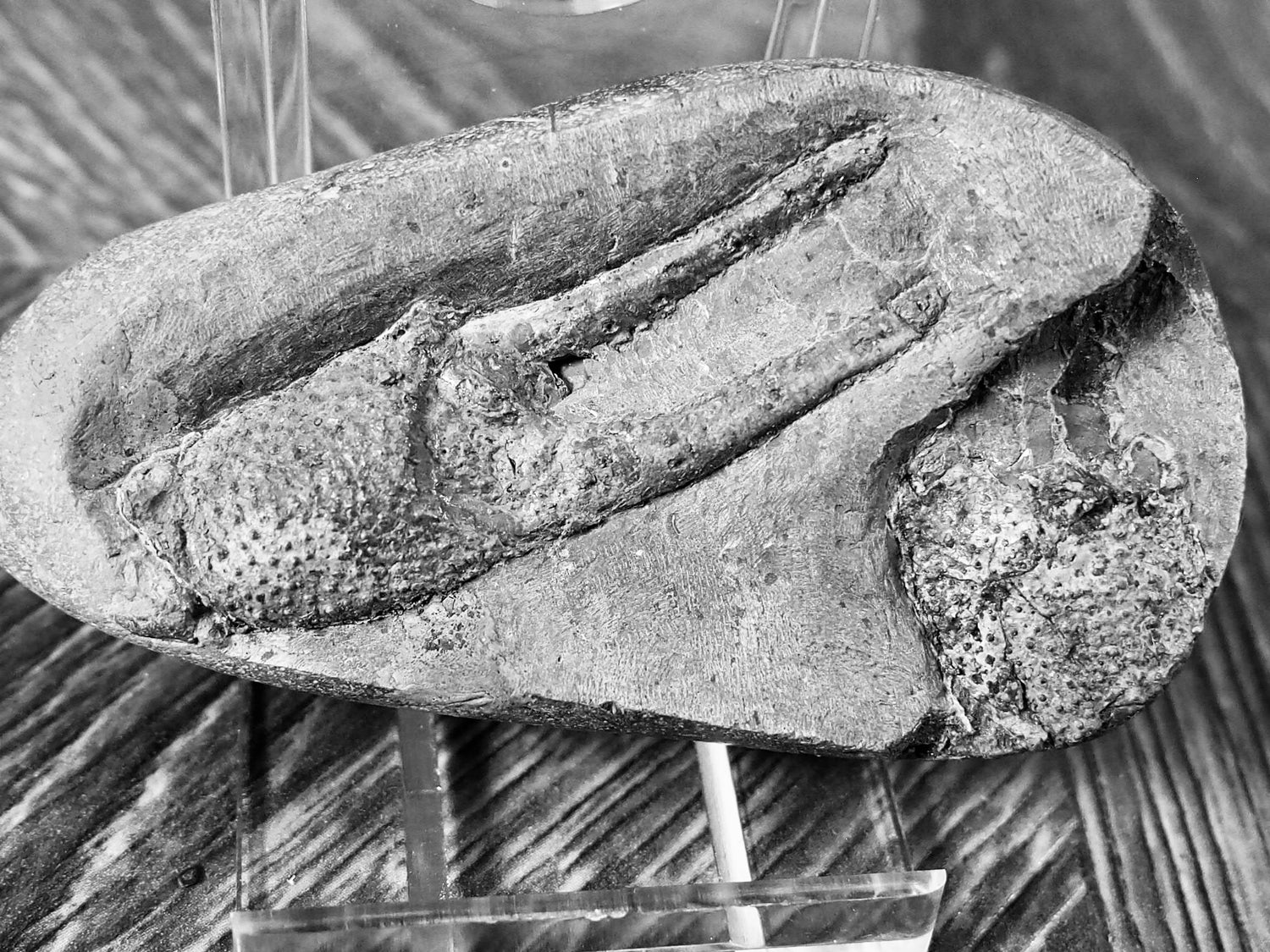 Jurassic Lobster Fossils – Whitby Yorkshire Coast Crustacean Fossils