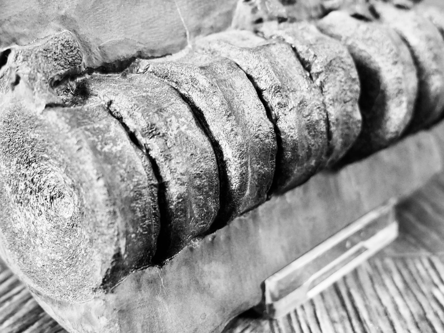 Ichthyosaur Fossils – Yorkshire Coast Jurassic Marine Reptile Fossils