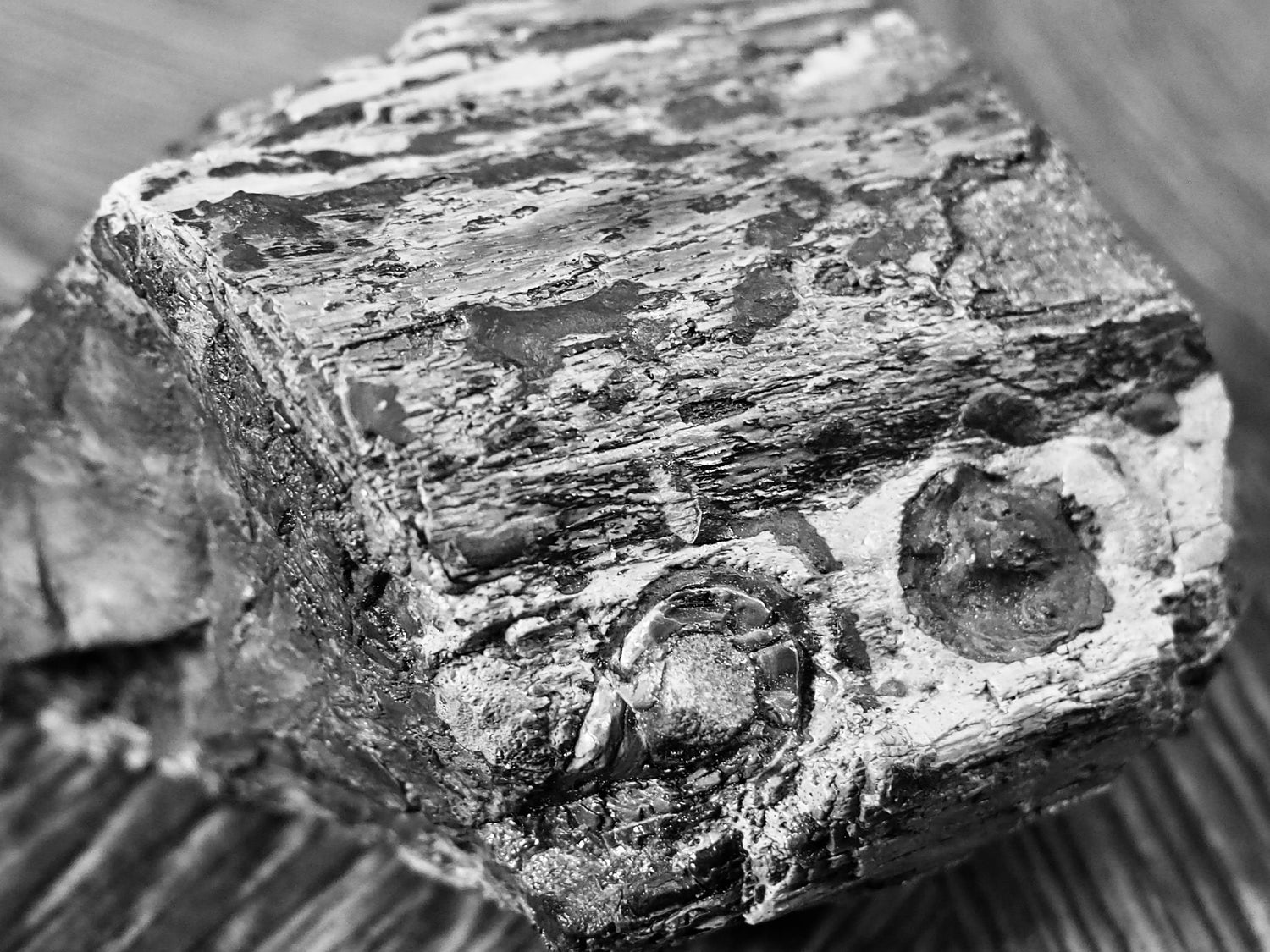 Crocodile Fossils – Whitby Yorkshire Coast Jurassic Marine Reptile Fossils