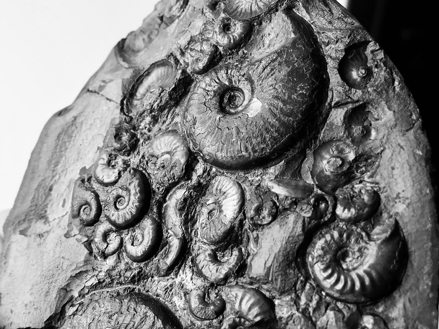 Eleganticeras Ammonite Fossils – Whitby Yorkshire Coast Jurassic Ammonites