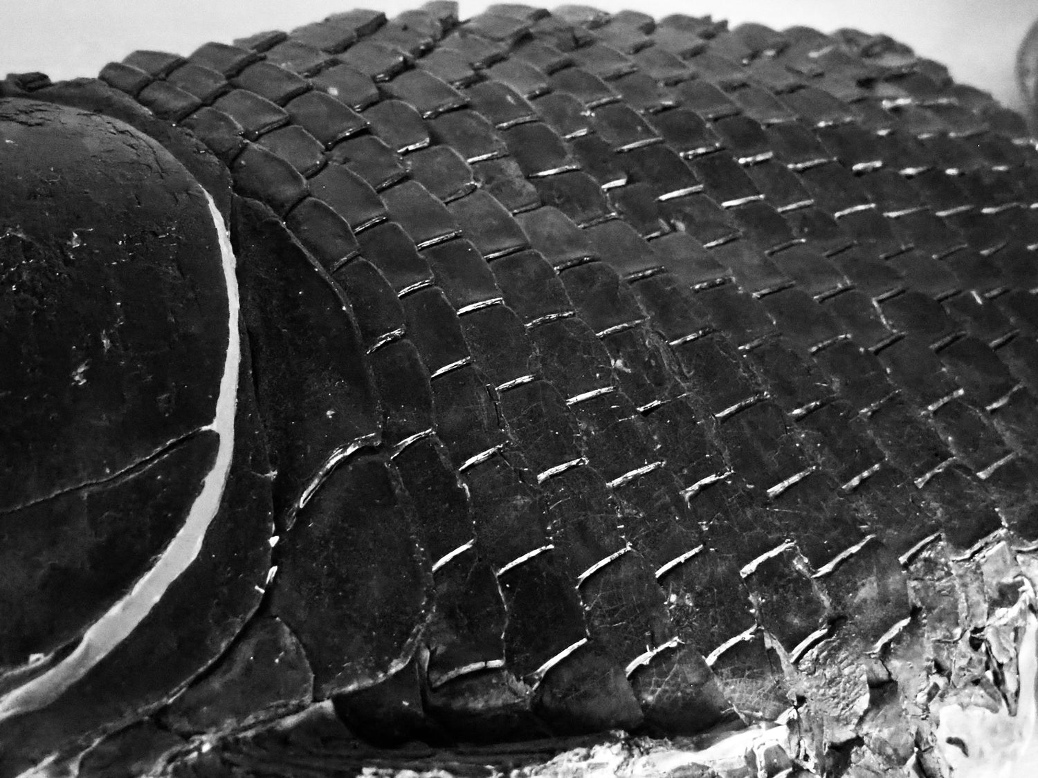 Jurassic Fish Fossils – Whitby Yorkshire Coast Fossil Fish