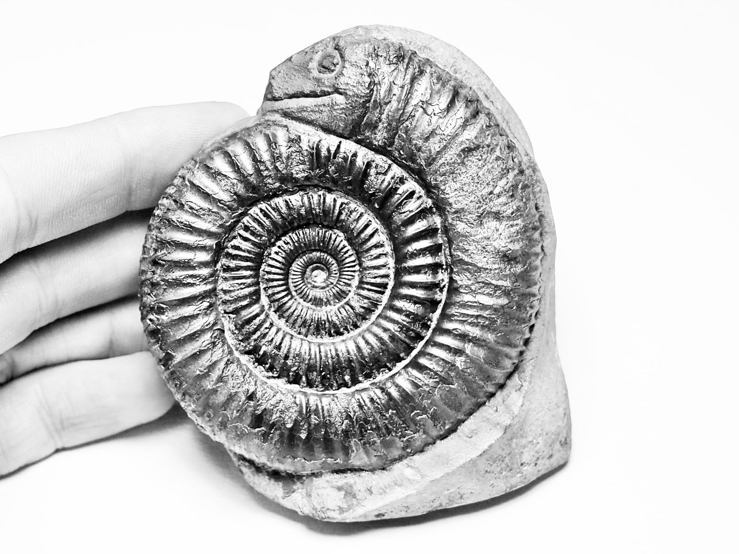 Snake Stones & Squid Stones – Carved Whitby Ammonite Fossils