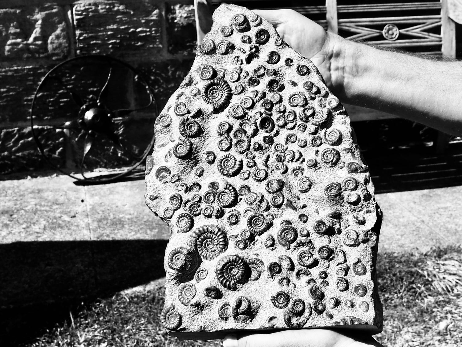 Arnioceras Ammonite Fossils – Jurassic Ammonites from the Yorkshire Coast