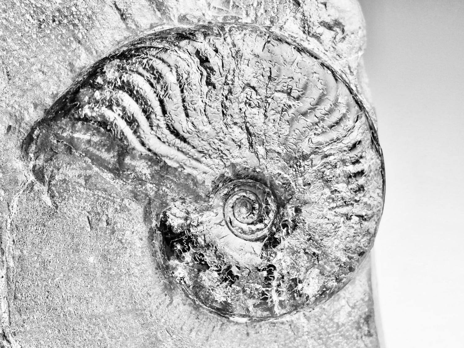 Cleviceras Ammonite Fossils – Whitby Yorkshire Coast Jurassic Ammonites