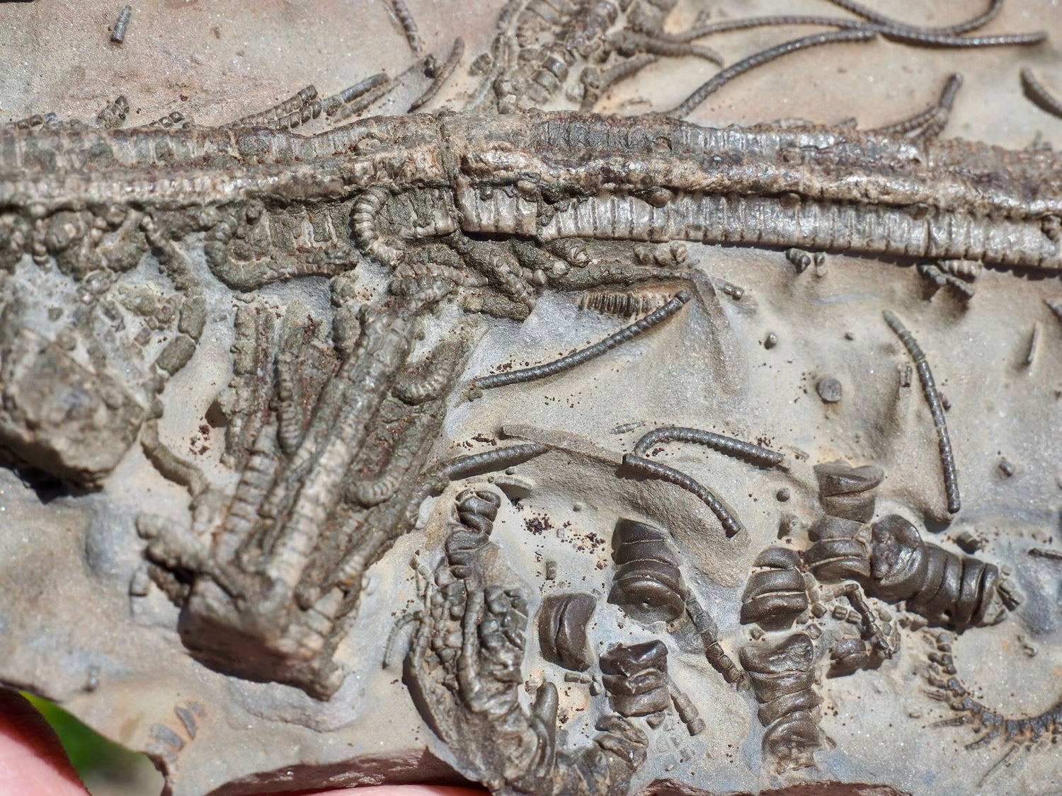 Jurassic Crinoid Fossils – Whitby Yorkshire Coast Sea Lily Fossils