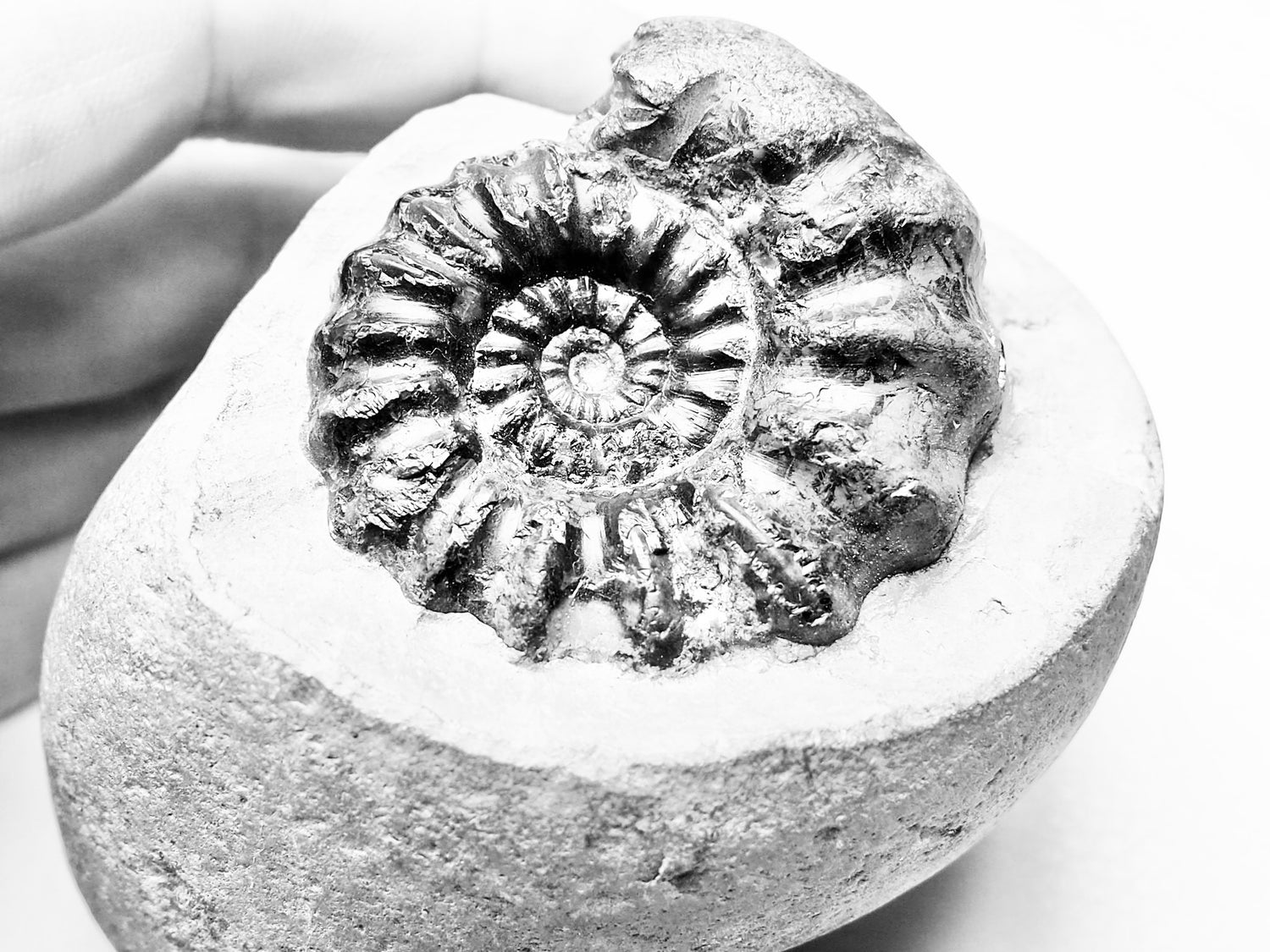 Androgynoceras Ammonite Fossils – Yorkshire Coast Jurassic Ammonites
