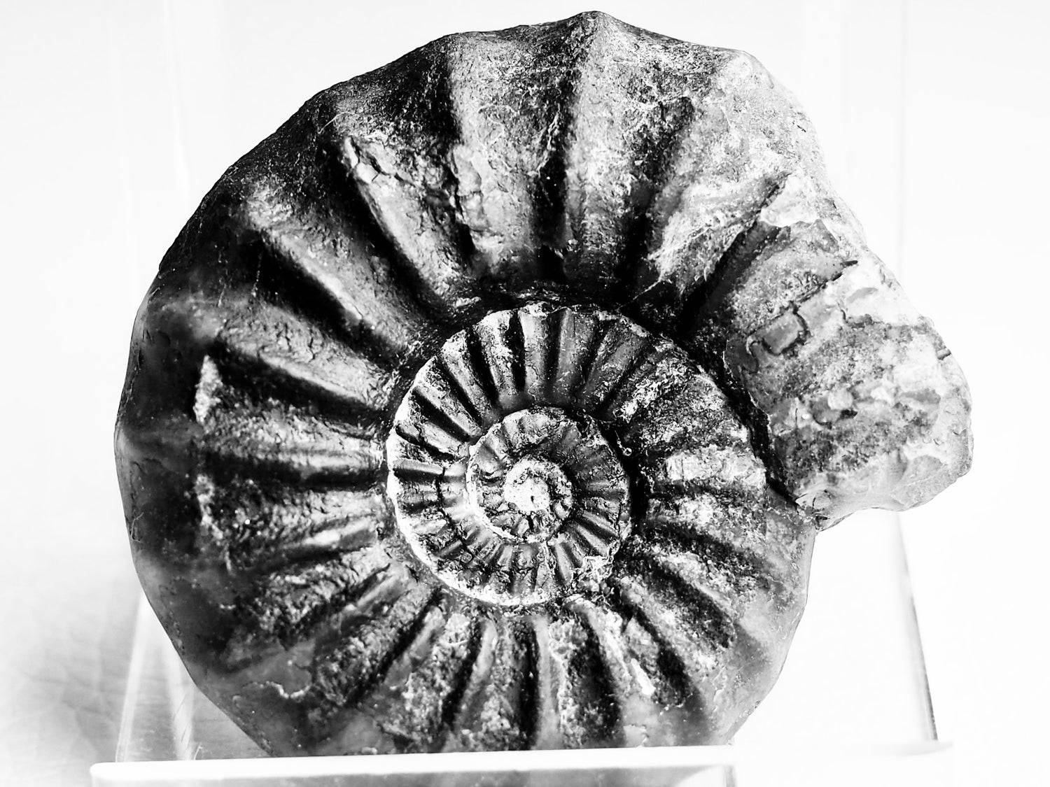 Asteroceras Ammonite Fossils from the Yorkshire Coast – Early Jurassic Ammonites