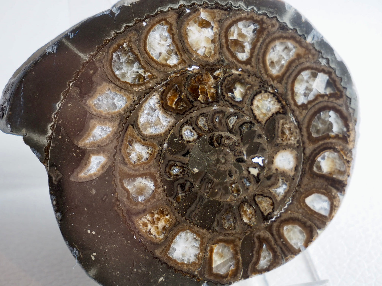 Cut And Polished Ammonites