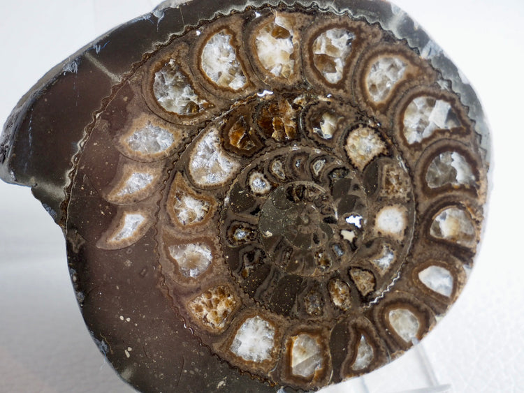Cut And Polished Whitby Ammonites