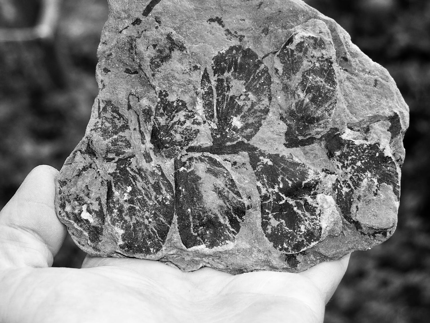 Jurassic Fossil Wood & Plant Fossils – Whitby Yorkshire Coast