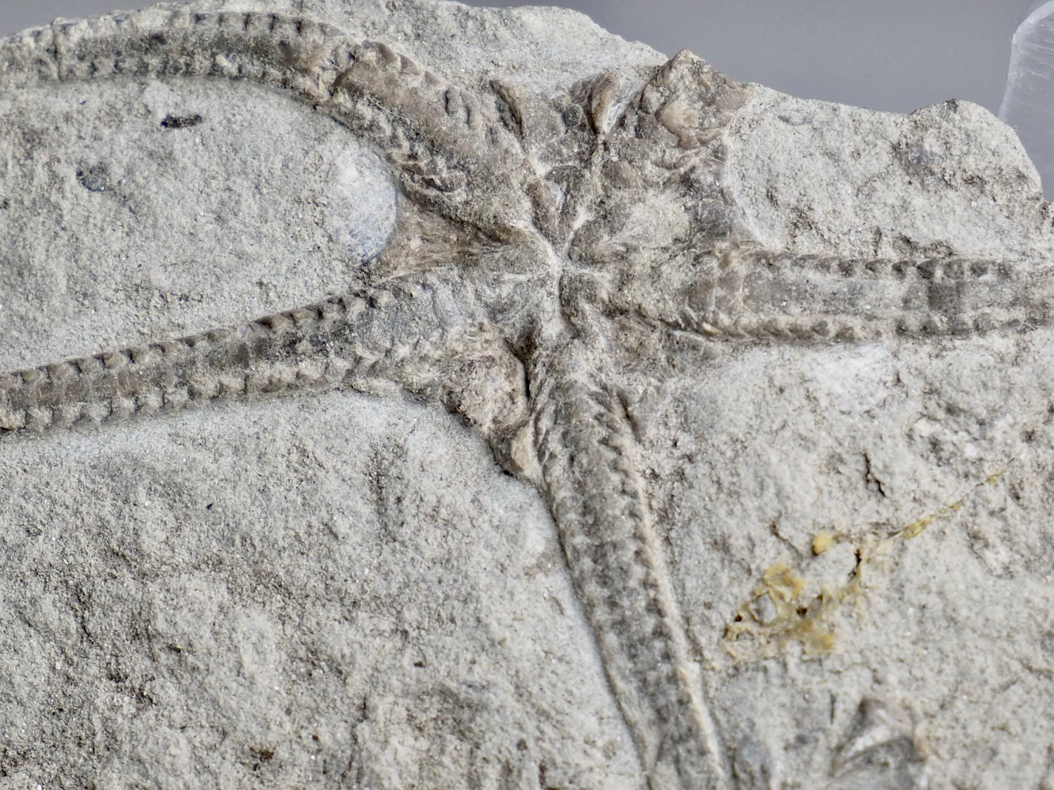 Other Whitby Fossils