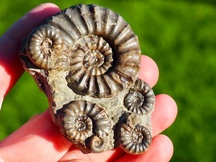 All Fossils