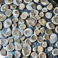 X3 Small Ammonite Fossils Yorkshire