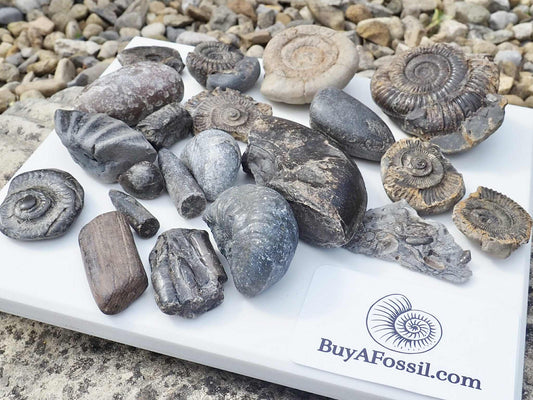 Children's Fossil Box