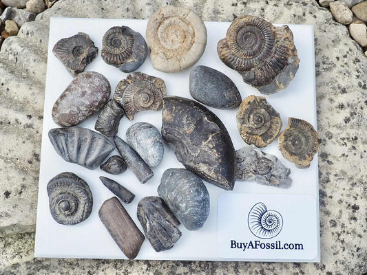 Children's Fossil Box