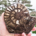Polished Hildoceras Ammonite Fossil – Whitby Yorkshire Coast – Jurassic