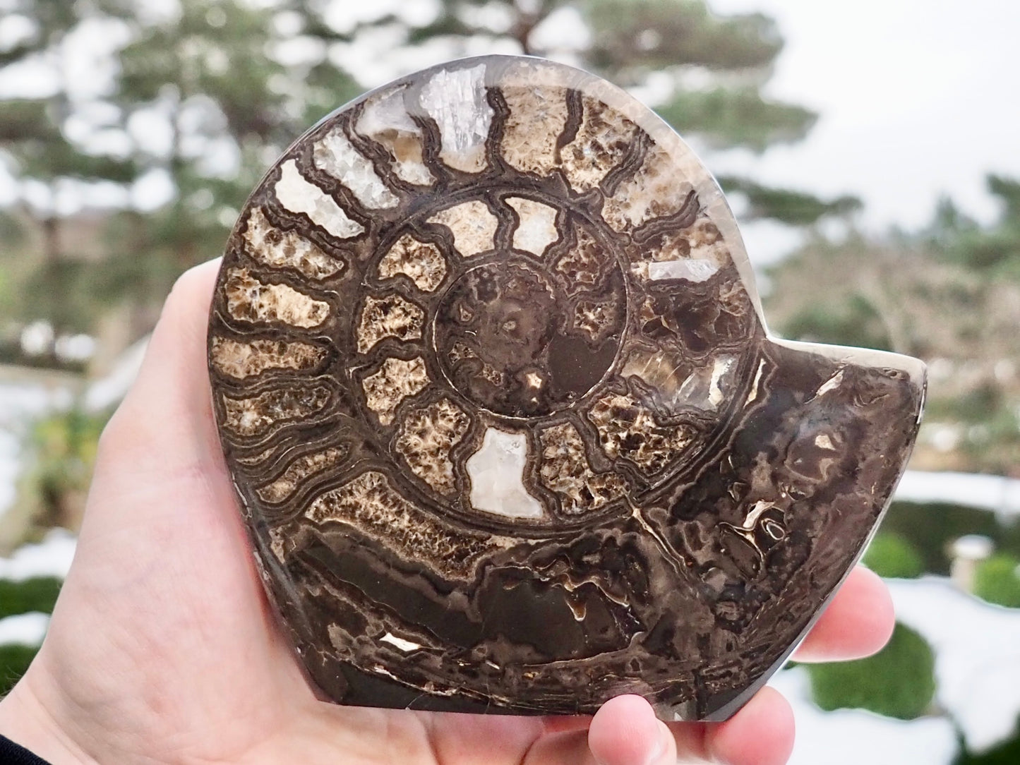 Stunning Polished Hildoceras