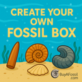 Create Your Own Fossil Box