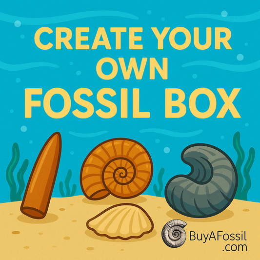 Create Your Own Fossil Box