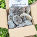 Children’s Fossil Box – Yorkshire Coast Jurassic Fossils Starter Kit