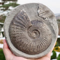 Amaltheus stokesi Ammonite Fossil for Sale – Whitby Yorkshire Coast Jurassic