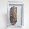 Fossil Wood - Boxed Specimen - Pick N Mix