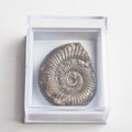 Dactylioceras Boxed Specimen Ammonite Fossil – Whitby Yorkshire Coast – Jurassic
