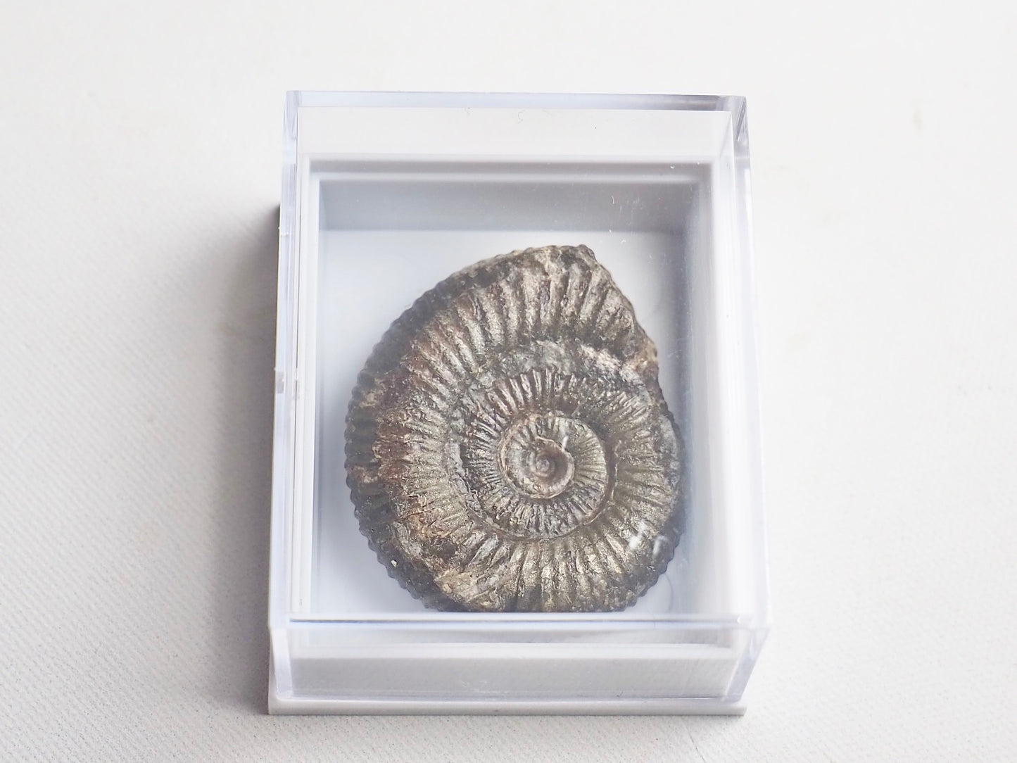 Dactylioceras Boxed Specimen