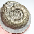 Whitby Snake Stone – Dactylioceras semicelatum Ammonite Fossil – Yorkshire Coast Jurassic