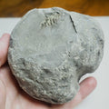 Whitby Ammonite Nodule – Unprepared Jurassic Fossil – Yorkshire Coast