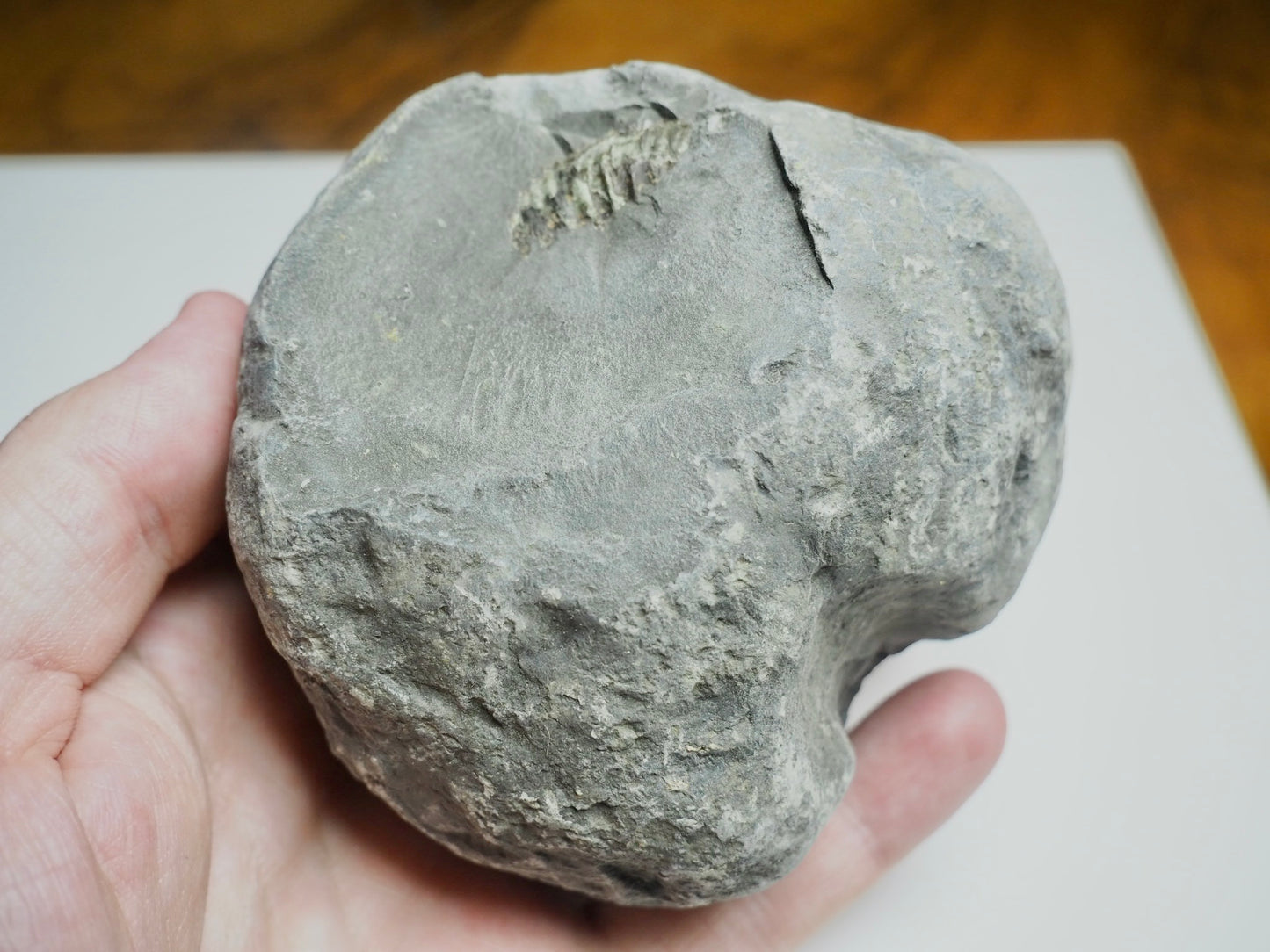 Whitby Ammonite Nodule – Unprepared Jurassic Fossil – Yorkshire Coast