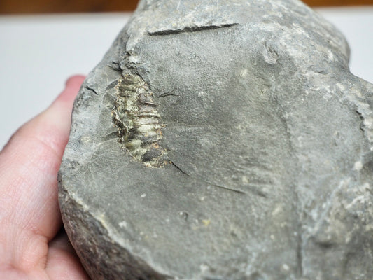 Whitby Ammonite Nodule – Unprepared Jurassic Fossil – Yorkshire Coast