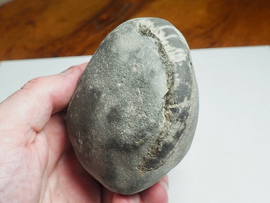 Whitby Ammonite Nodule – Unprepared Jurassic Fossil – Yorkshire Coast