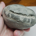 Whitby Ammonite Nodule – Unprepared Jurassic Fossil – Yorkshire Coast