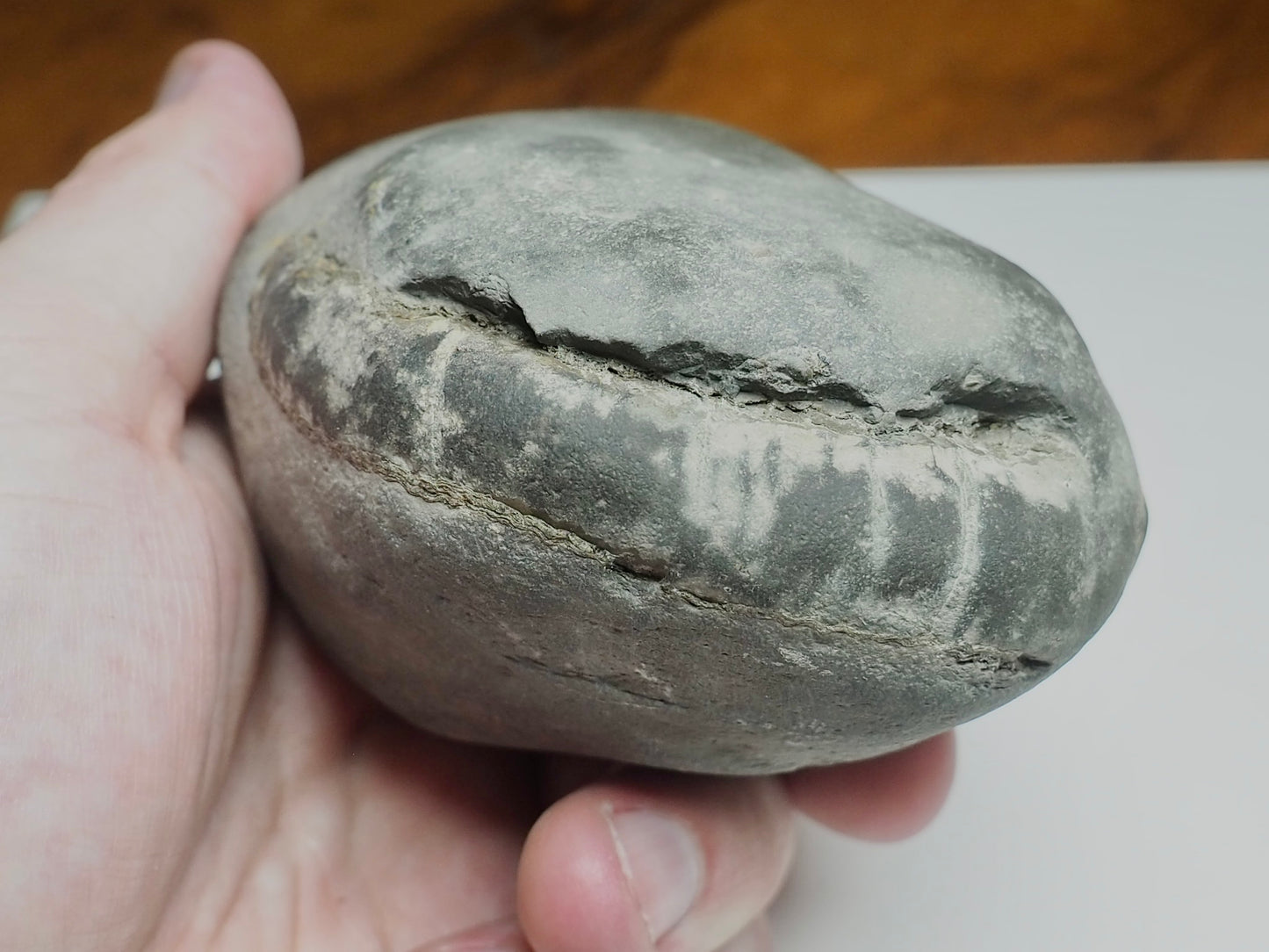 Whitby Ammonite Nodule – Unprepared Jurassic Fossil – Yorkshire Coast