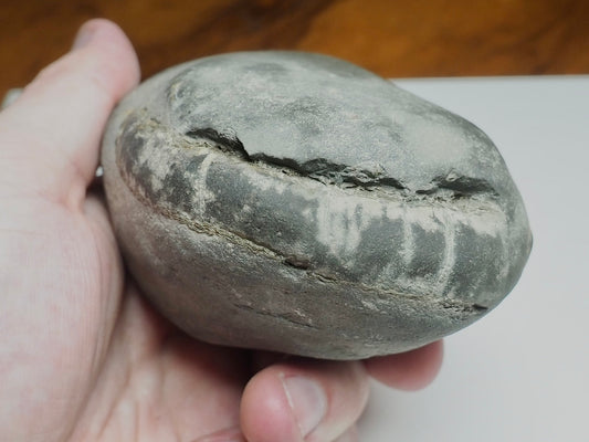 Whitby Ammonite Nodule – Unprepared Jurassic Fossil – Yorkshire Coast