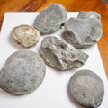 Prep Your Own Fossils – Unprepared Whitby Fossil Box – Yorkshire Coast Jurassic Fossils