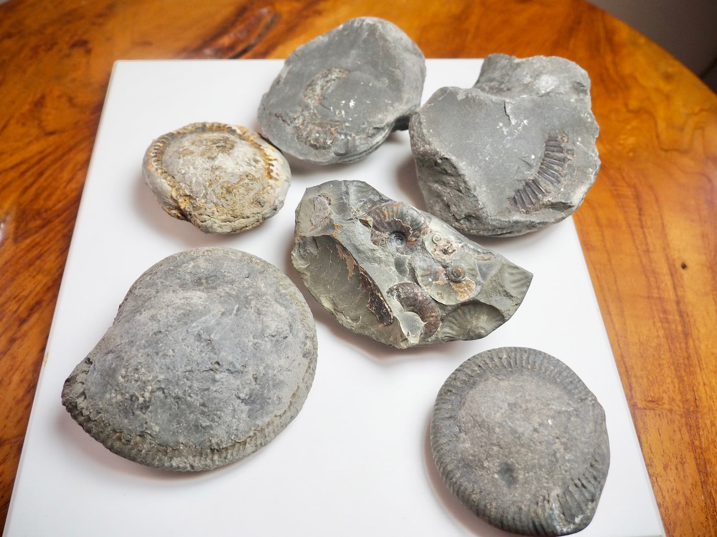 Prep Your Own Fossils – Unprepared Whitby Fossil Box – Yorkshire Coast Jurassic Fossils