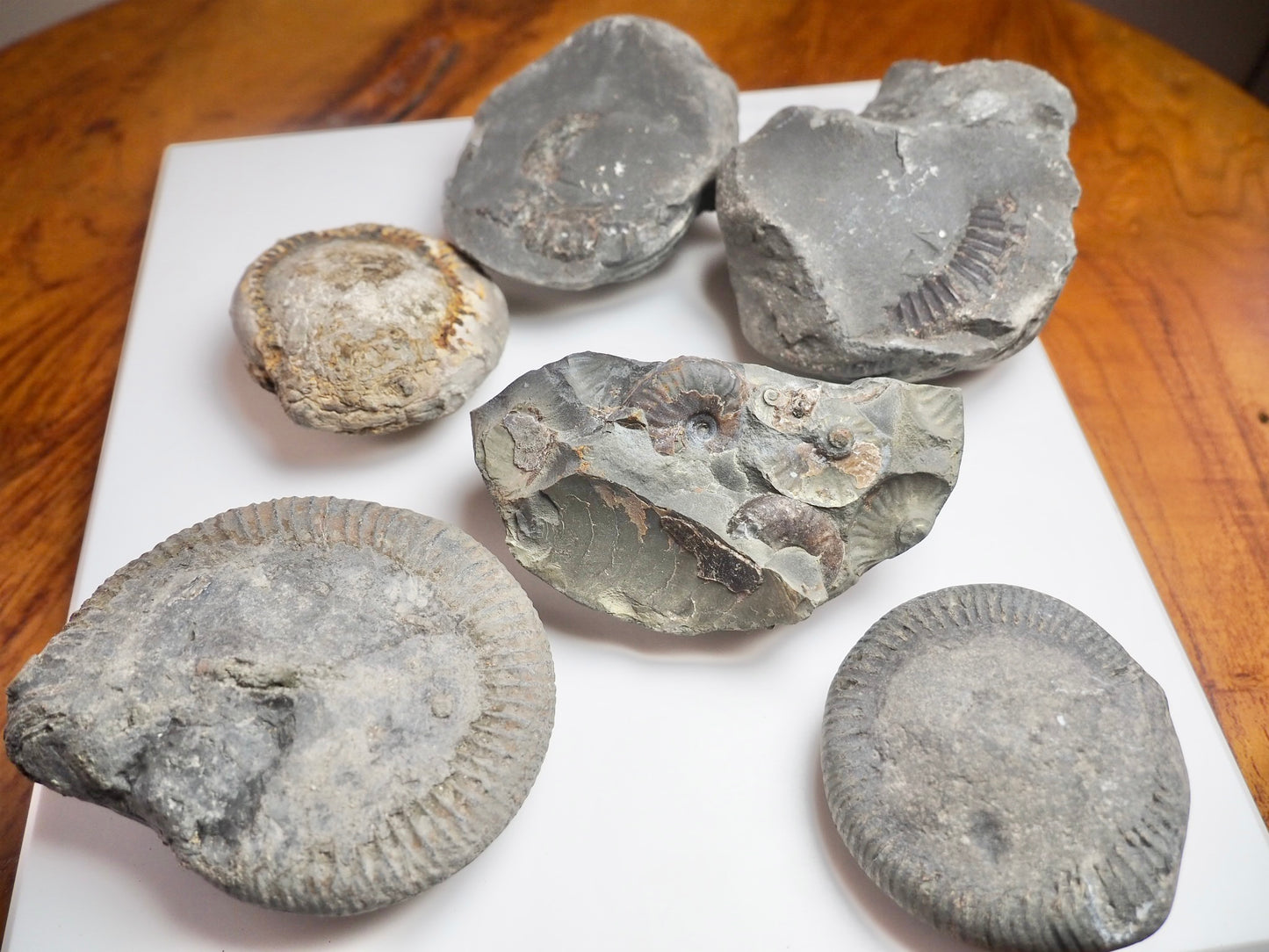 Prep Your Own Fossils – Unprepared Whitby Fossil Box – Yorkshire Coast Jurassic Fossils