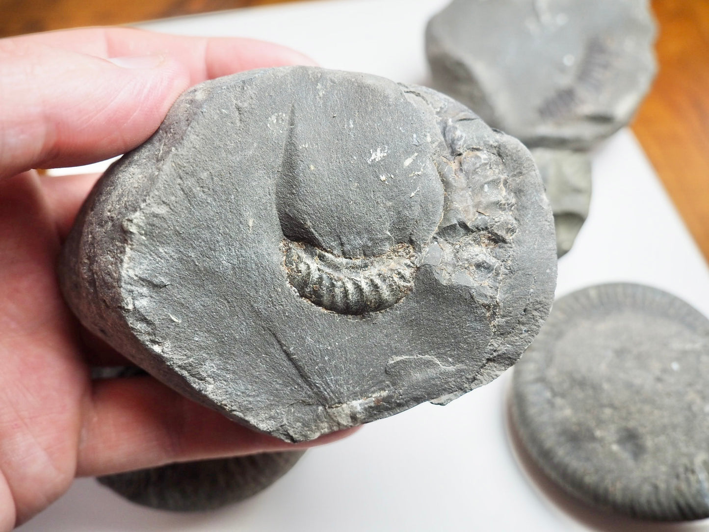 Prep Your Own Fossils – Unprepared Whitby Fossil Box – Yorkshire Coast Jurassic Fossils