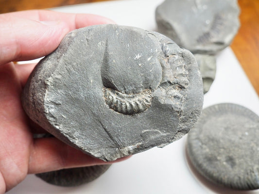 Prep Your Own Fossils – Unprepared Whitby Fossil Box – Yorkshire Coast Jurassic Fossils