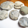 Prep Your Own Fossils – Unprepared Whitby Fossil Box – Yorkshire Coast Jurassic Fossils